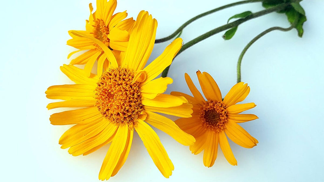 Arnica: istorie, proprietăți și beneficii